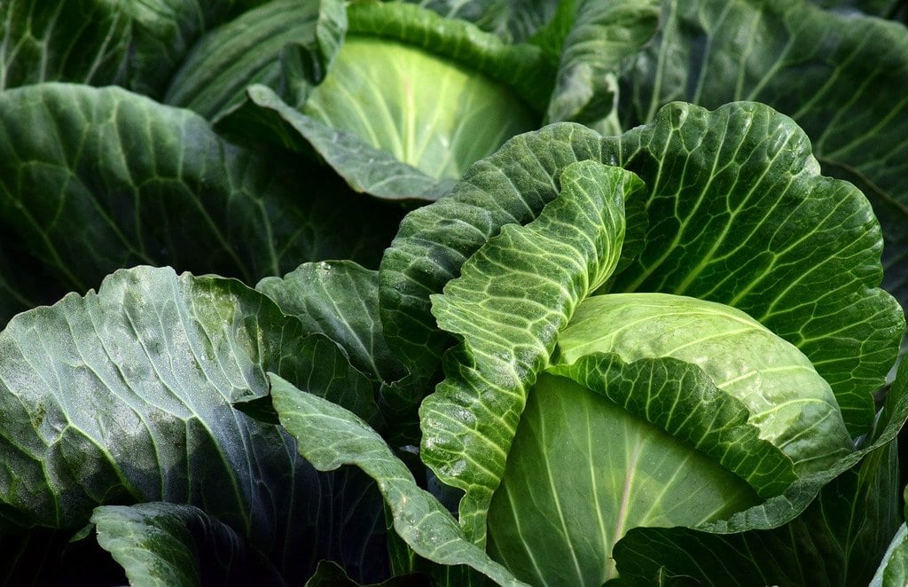 Le guide essentiel pour démarrer votre propre potager
